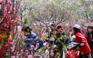 Ý nghĩa bất ngờ của các loại hoa chơi Tết đuổi tà, hút lộc cho gia chủ