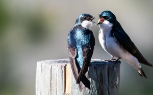 Tử vi thứ Tư (31/3/2021): Kim Ngưu cẩn thận tranh cãi với người thân