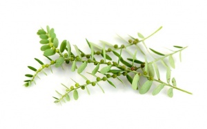 Diệp hạ châu và hiệu quả hỗ trợ điều trị sỏi mật