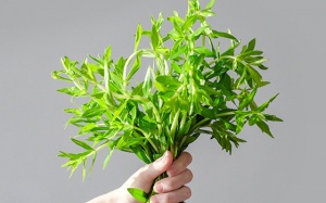 Có nên trị sỏi mật bằng rau ngổ tại nhà không?