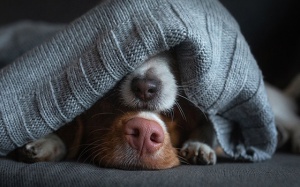 Tử vi thứ Ba (13/4/2021): Song Tử nên chú ý hơn tới người yêu