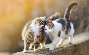 Tử vi thứ Ba (18/5/2021): Song Ngư gặp nhiều may mắn trong tình yêu