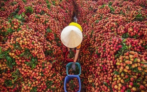 Cách làm thức uống “thơm ngon mát lành” từ quả vải