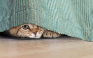 Tử vi thứ Tư (26/5/2021): Bọ Cạp đang tìm cách trốn tránh thực tại