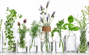 4 loại tinh dầu kháng khuẩn bạn nên có trong mùa dịch