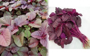 Rau dền đỏ - “thần dược” đối với người thiếu máu