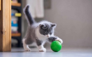 Tử vi thứ Sáu (18/6/2021): Thiên Bình sẽ trải qua nhiều điều thú vị