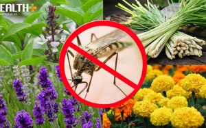 Những loài cây 'đuổi muỗi' lý tưởng cho mùa Hè