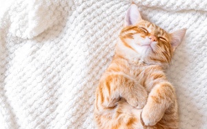 Tử vi Chủ nhật (11/7/2021): Xử Nữ muốn có thời gian nghỉ ngơi