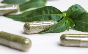 Bộ Y tế cho phép dùng xuyên tâm liên để điều trị COVID-19 