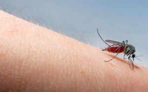 Mẹo giảm sưng, ngứa hiệu quả khi bị muỗi đốt