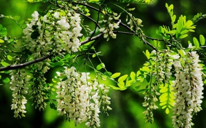 Hoa Hòe – Nguồn Rutin dồi dào giúp tăng cường sức bền thành mạch máu