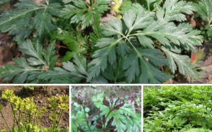 Hoàng Liên – Thảo dược quý giúp ngăn ngừa hình thành mảng xơ vữa động mạch