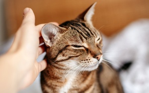 Tử vi thứ Hai (30/8/2021): Bọ Cạp không nên quá nuông chiều bản thân