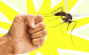 Biện pháp chống muỗi đốt trong mùa mưa