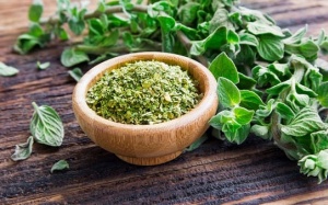 Lá oregano và công dụng đối với sức khỏe