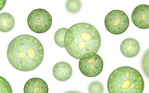 Nghiên cứu về giá trị dinh dưỡng, công dụng của vi tảo Nannochloropsis 