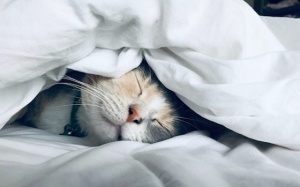 Vệ sinh giấc ngủ: 12 lời khuyên được chứng minh giúp bạn ngủ ngon hơn