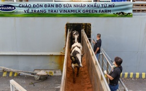 Vinamilk tăng cường đàn bò cho hệ thống trang trại sinh thái Green Farm
