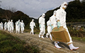 Cảnh báo cúm gia cầm bùng phát mạnh ở nhiều nước Châu Á, Châu Âu