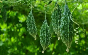 Tham khảo một số cách trị bệnh đái tháo đường dân gian