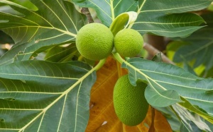 Dùng lá sa kê trị đái tháo đường có an toàn, hiệu quả không?