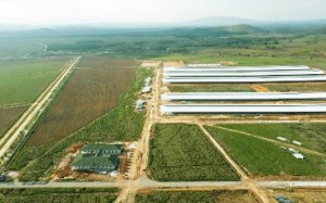 Tổ hợp trang trại bò sữa của Vinamilk tại Lào sắp đi vào hoạt động