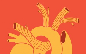 Cùng chuyên gia tìm hiểu vai trò của động mạch vành, vi mạch vành