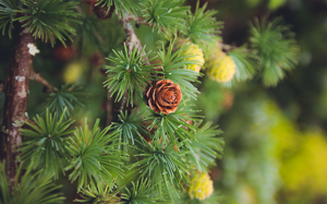 Chiết xuất từ thông Dahurian tốt cho tim, hỗ trợ tăng lưu thông máu đến tim