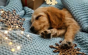 Tử vi thứ Bảy (15/1/2022): Bảo Bình sẽ có một ngày khá yên bình