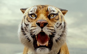 Tết Nhâm Dần: Xem ngay phim về loài hổ