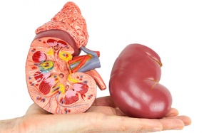 Thận yếu do đâu?