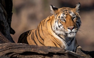 Năm Dần, nói chuyện Điệu hổ ly sơn