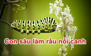 'Con sâu làm rầu nồi canh'!