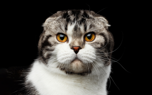 Tử vi thứ Ba (15/3/2022): Bạch Dương không nên tỏ ra quá khó chịu với người khác