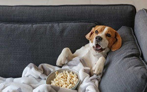 Tử vi thứ Bảy (26/3/2022): Song Ngư muốn được nghỉ ngơi một mình