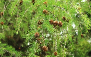 Dihydroquercetin từ thông Dahurian có tác dụng gì với tim, mạch máu?