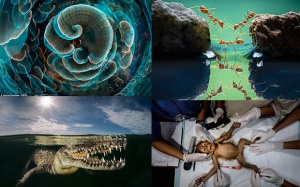 Chiêm ngưỡng những bức ảnh thiên nhiên hoang dã đẹp nhất năm