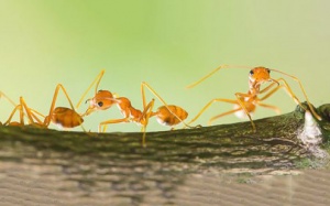 Chuyện thú vị: Loài kiến cũng có thể phát hiện ung thư?
