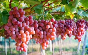 Loại trái cây tốt cho sức khỏe đường ruột