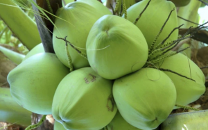 Vì sao nước dừa là thức uống bổ dưỡng?