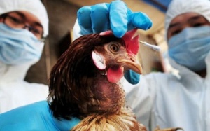 Chủ động phòng dịch cúm gia cầm, nguy cơ nhiễm nấm từ món mối đặc sản