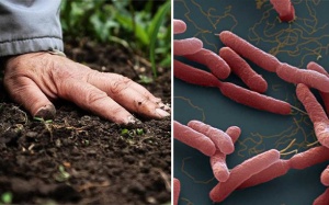 Cảnh giác với 'vi khuẩn ăn thịt người' 