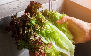 Vì sao bạn nên ăn xà lách lá đỏ thường xuyên?