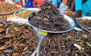 Những “đặc sản” côn trùng có thể gây tử vong sau khi ăn