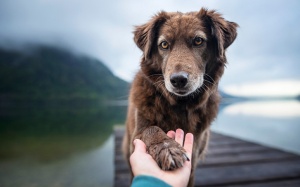 Tử vi thứ Tư (29/6/2022): Ma Kết muốn chiếm được lòng tin của người khác