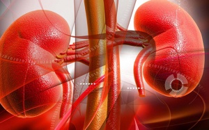 Nguyên nhân suy thận và cách phòng ngừa hiệu quả nhờ thảo dược