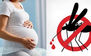 Lưu ý quan trọng với thai phụ mắc sốt xuất huyết