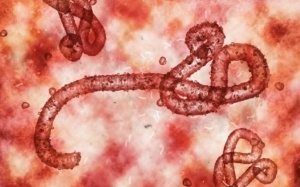 Thêm một loại virus mới bùng phát được WHO cảnh báo, tỷ lệ tử vong 90%