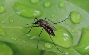 Cách diệt, đuổi muỗi cho gia đình có sân vườn